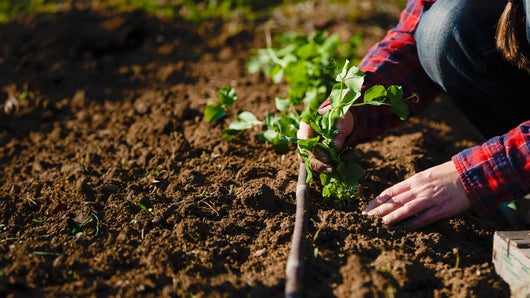 L'agriculture, c'est reparti
