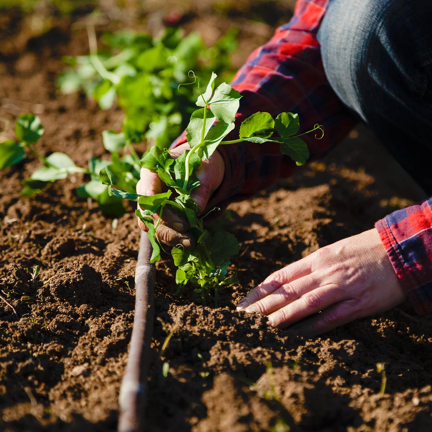 L'agriculture, c'est reparti
