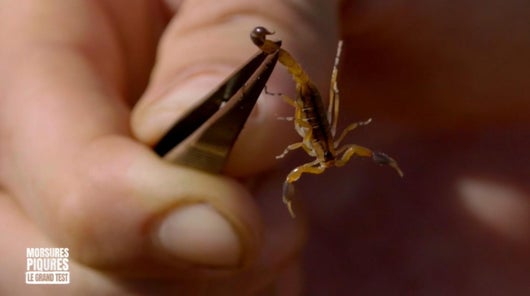 Scorpions et poisson lion