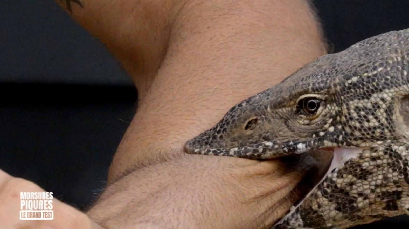 Varan du Nil et fourmi de velours