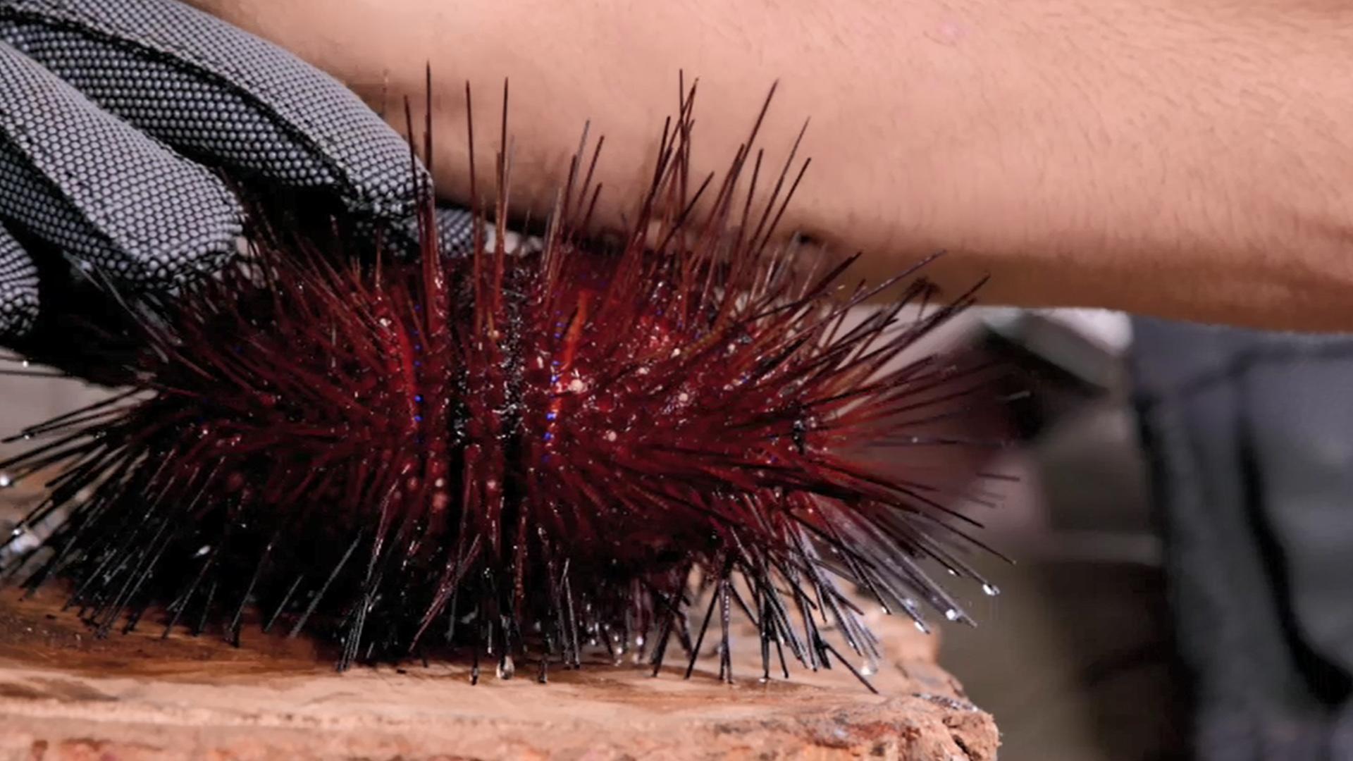 Staphylin et oursin rouge