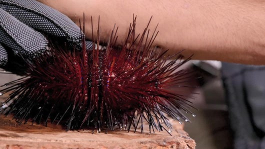 Staphylin et oursin rouge