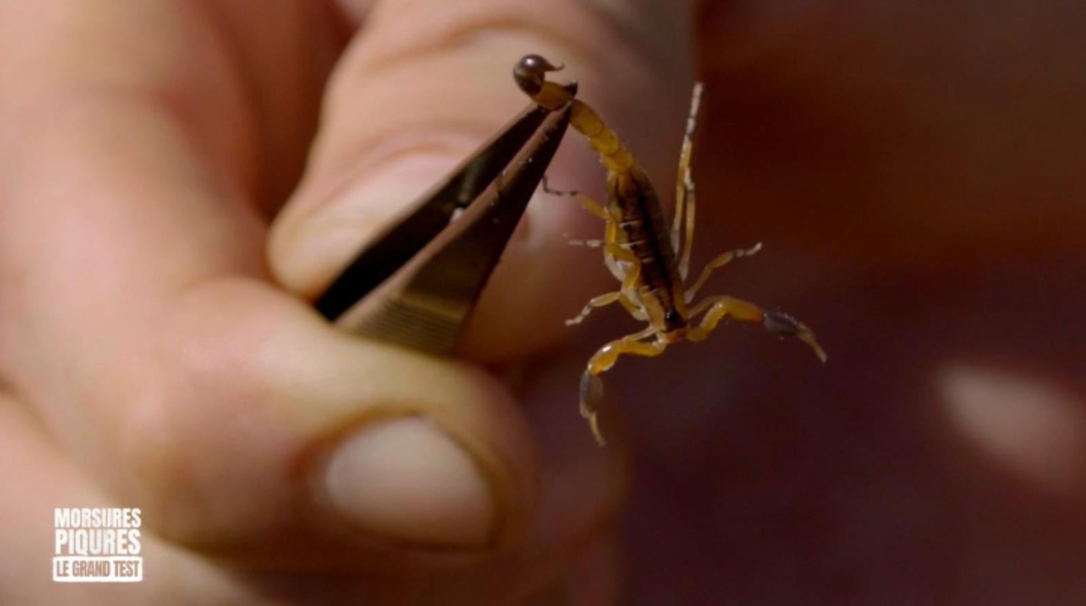 Poisson scorpion