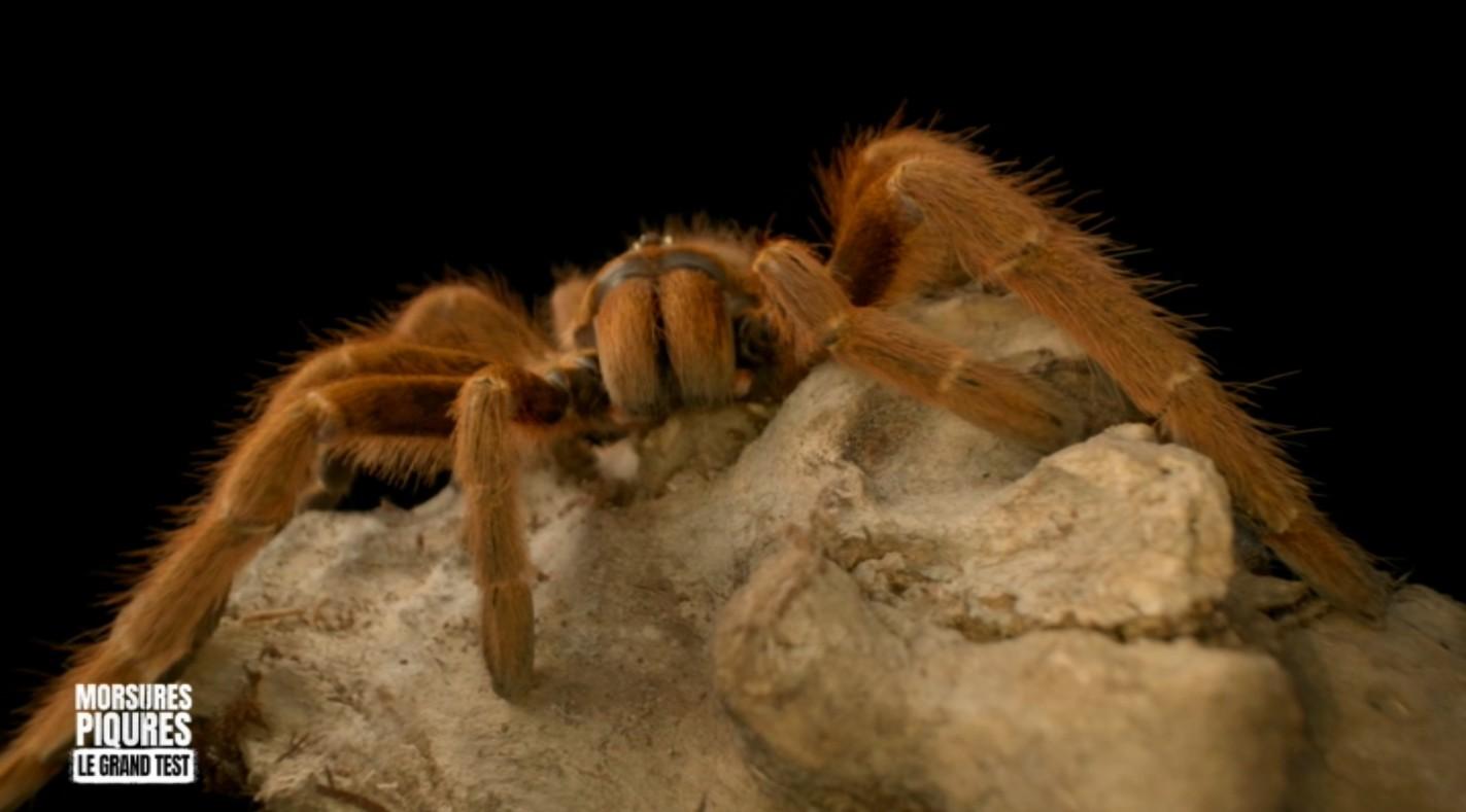 Mygales et arachnophobie
