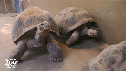 Nouveau jour pour vieille tortue