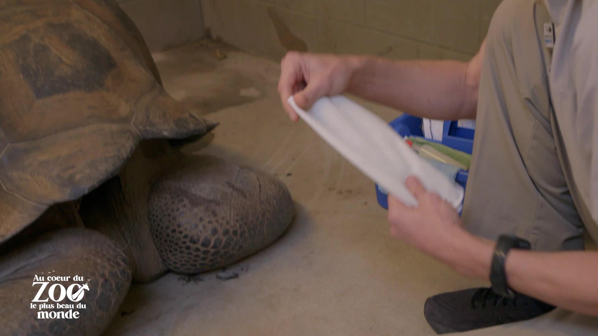 Nouveau jour pour vieille tortue