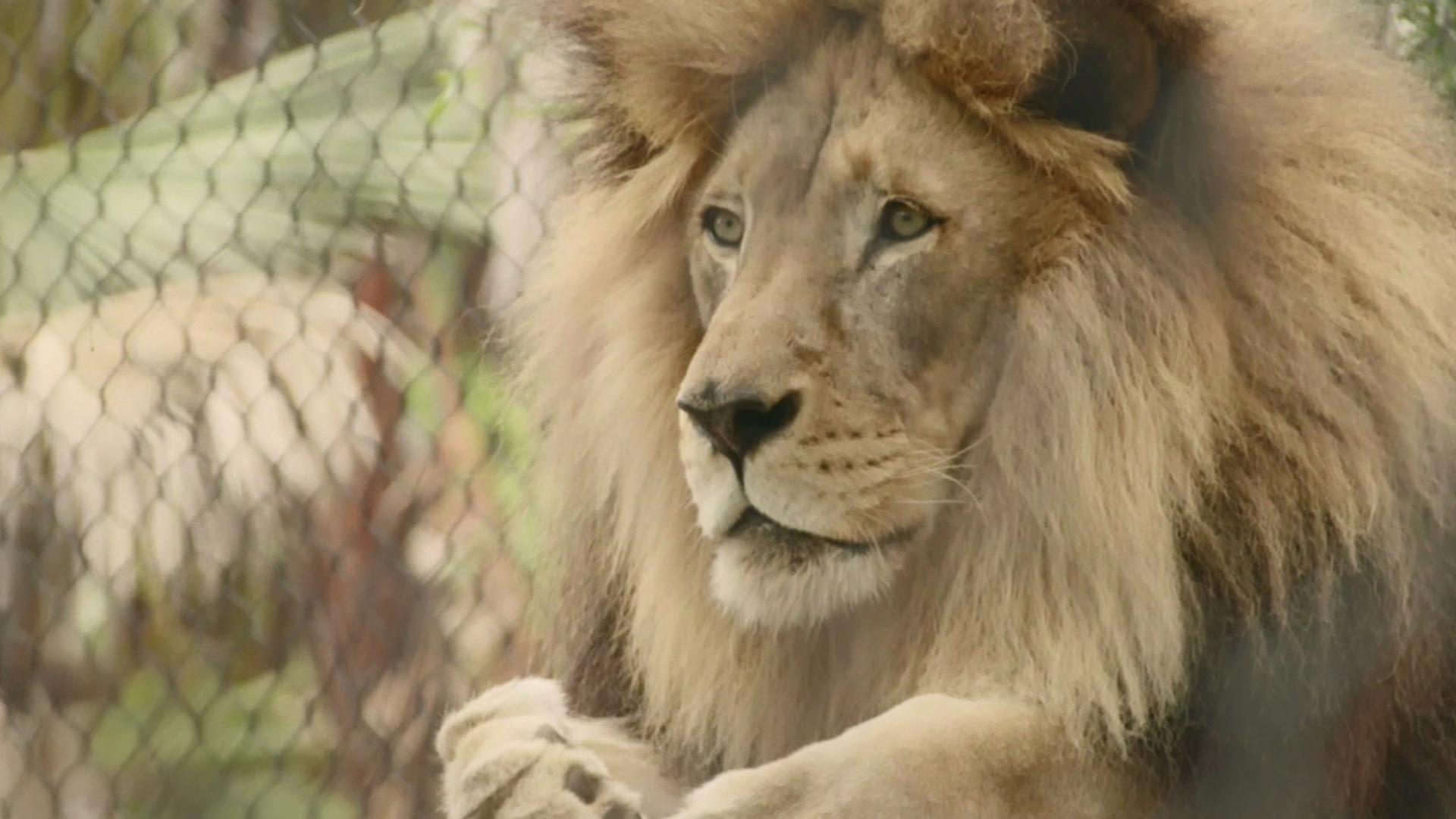 Histoire de lions