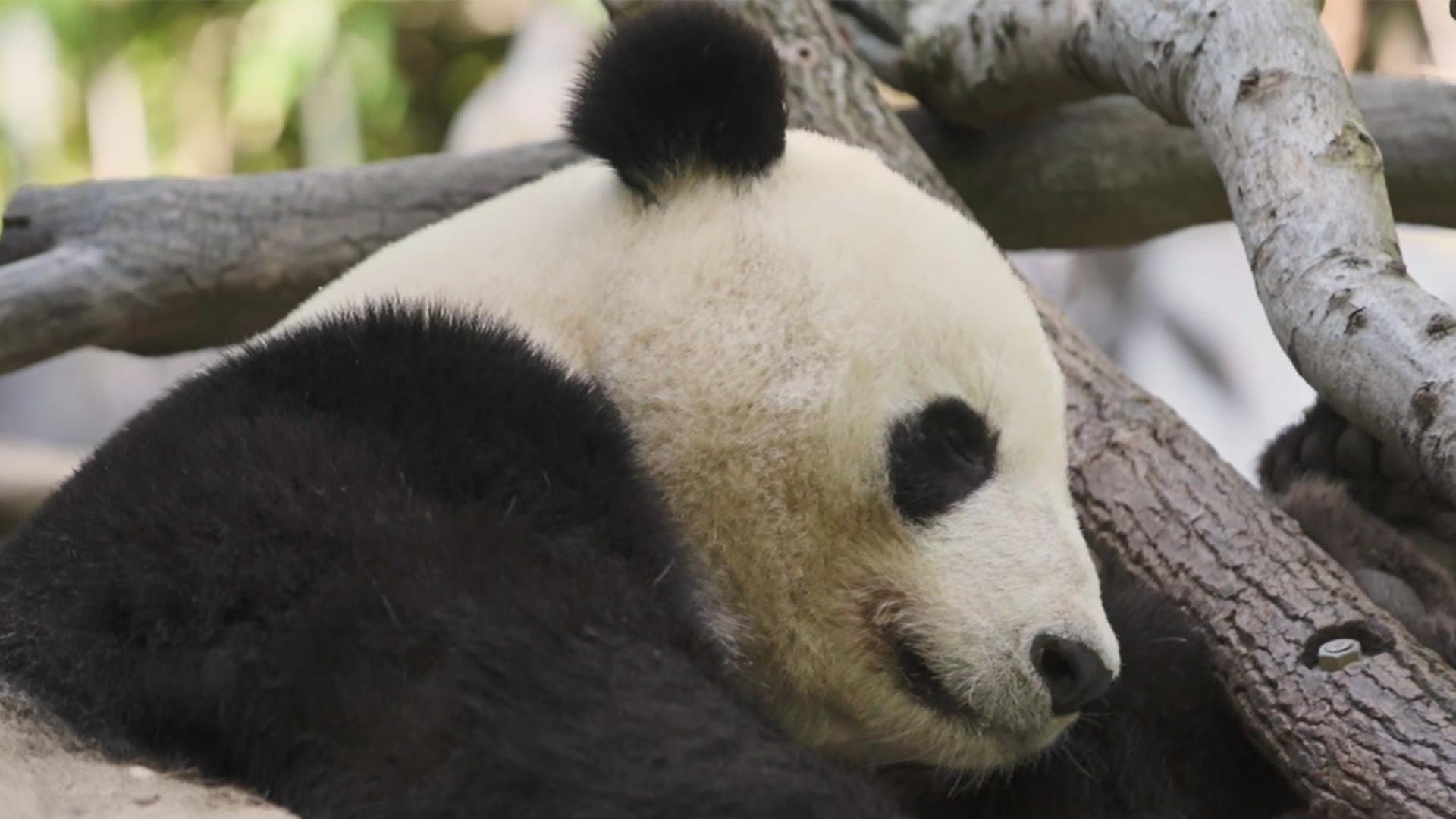 Panda-Monium