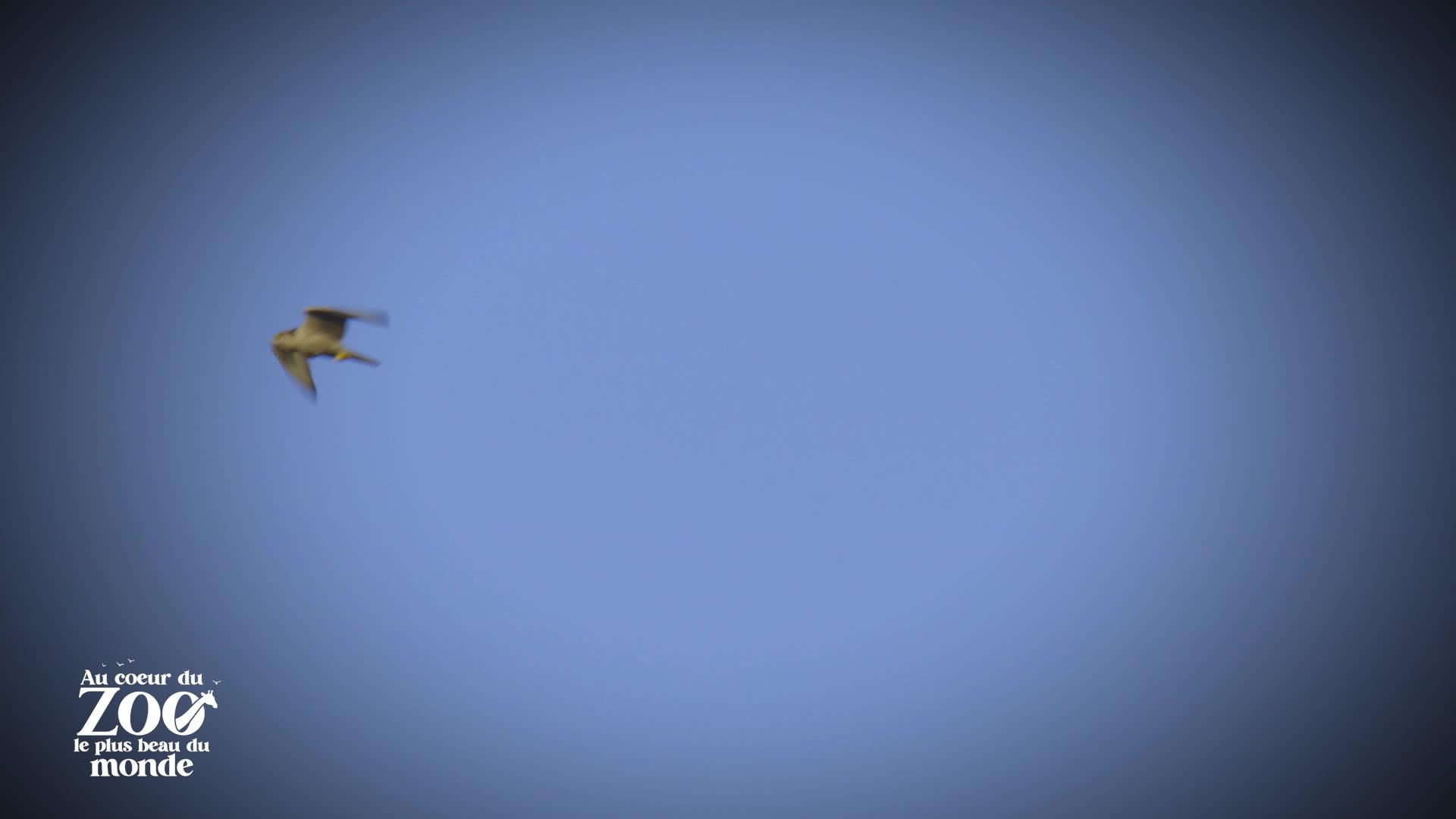 Guépard en fuite