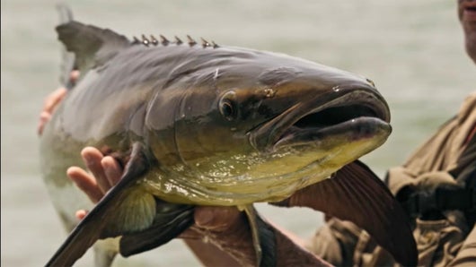 Barracuda en furie