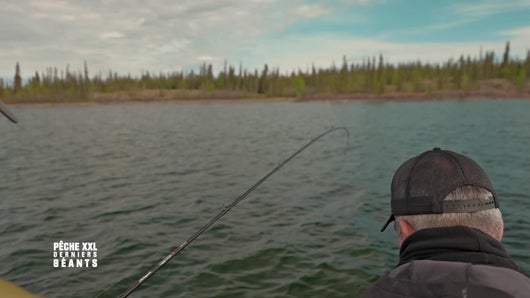 Prédateurs de l'Arctique