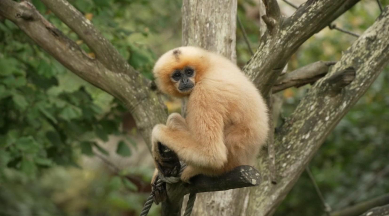 Lionceau, gibbon et tamanoir