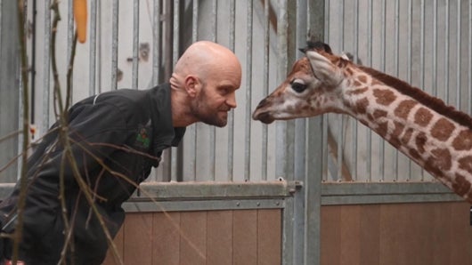 Singe, girafon et tapir