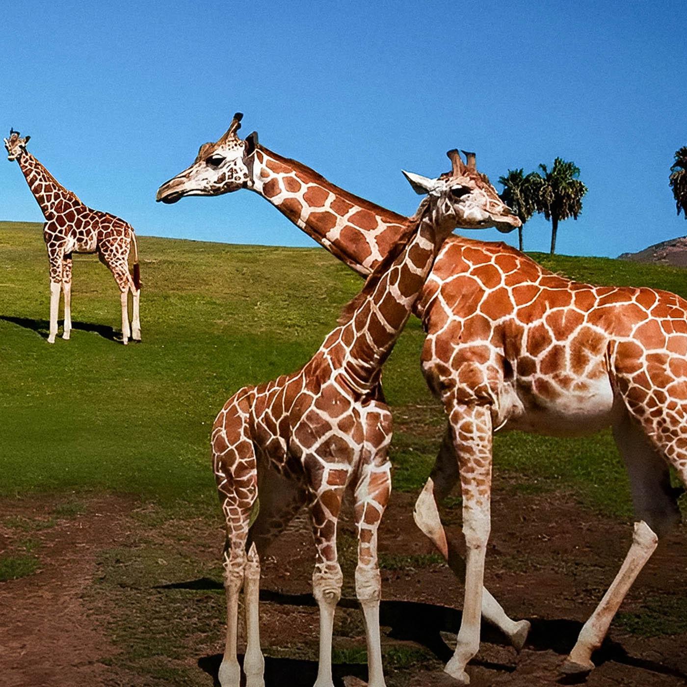 Au coeur du zoo le plus beau du monde