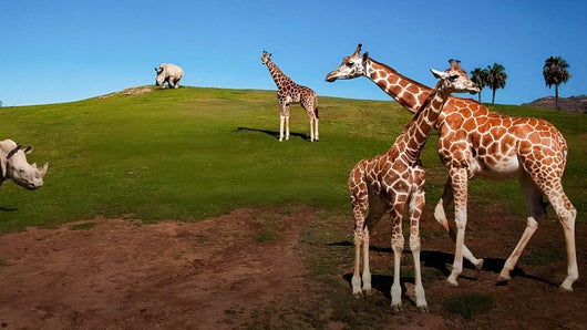 Au coeur du zoo le plus beau du monde