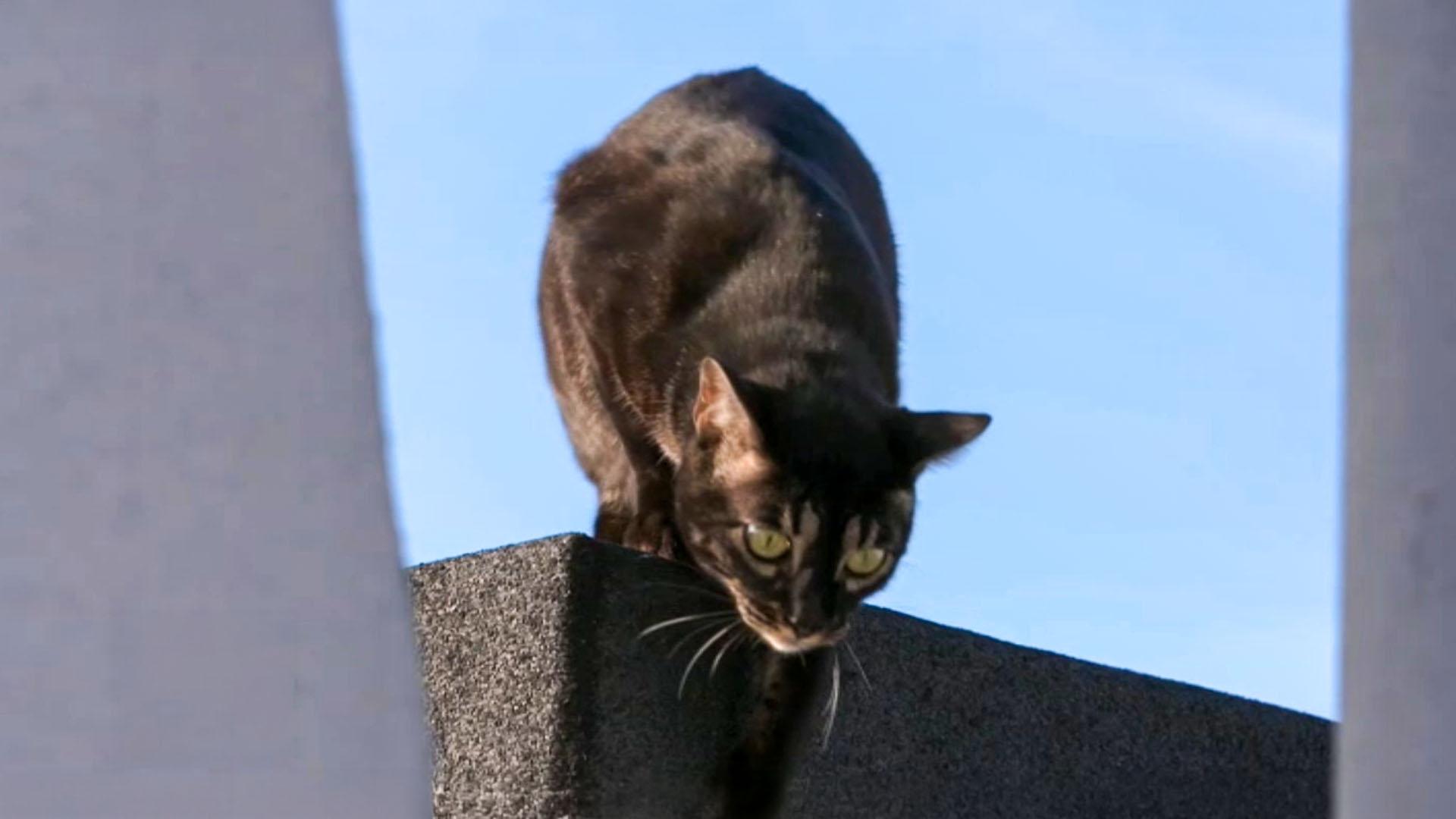 Quand les chats font la loi