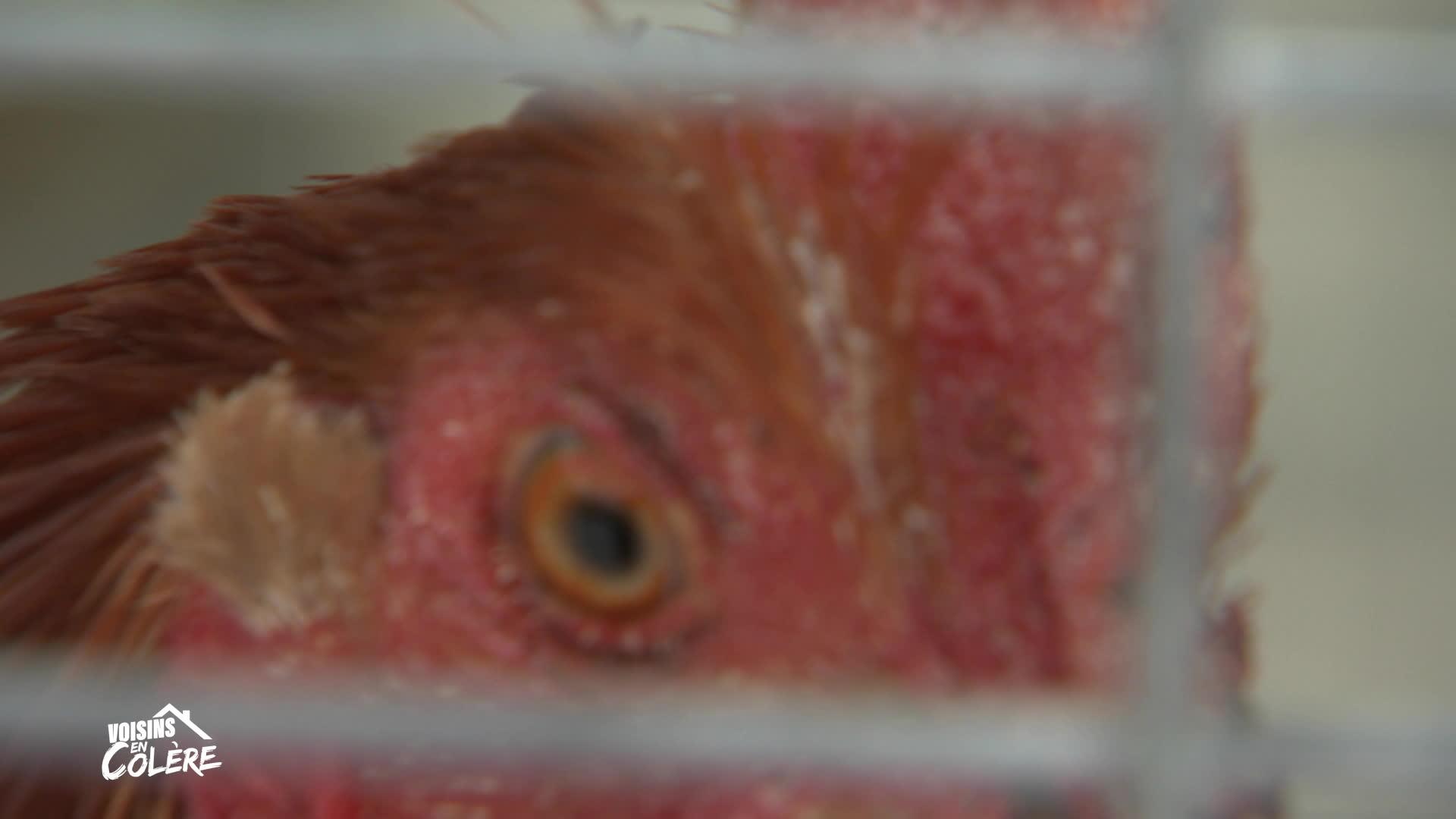 Adieu poulet
