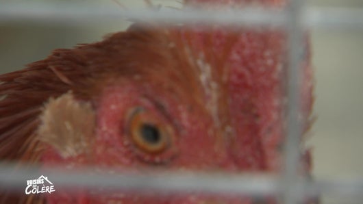 Adieu poulet
