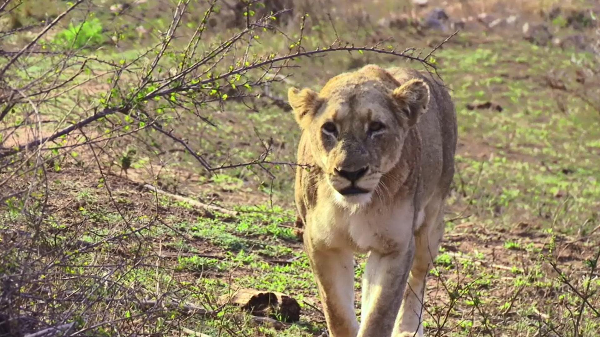 Parc national de Kruger, Afrique du Sud