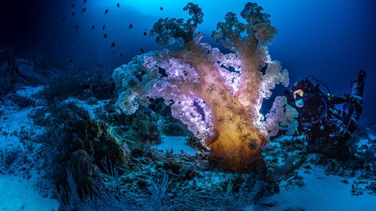 J'ai suivi l'explorateur Laurent Ballesta, photographe sous-marin, pour sa mission au bout du monde