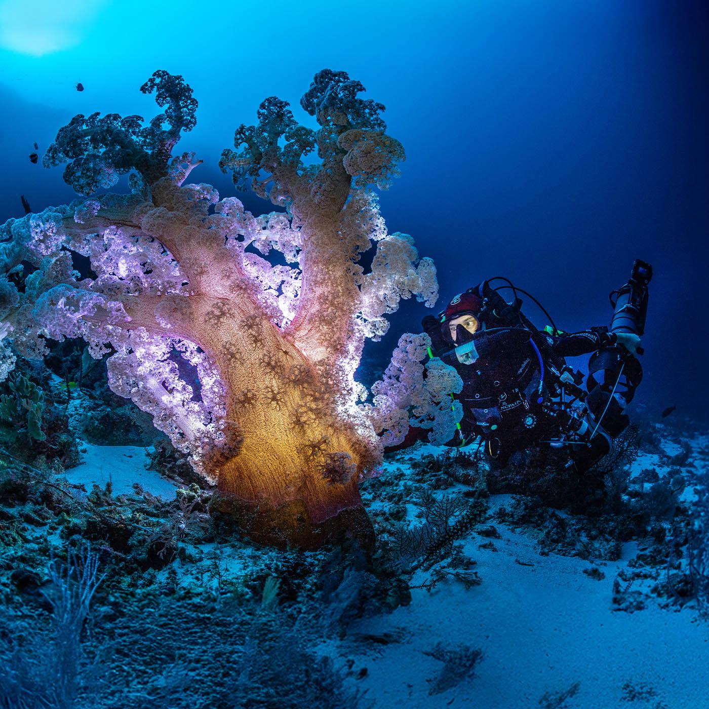 J'ai suivi l'explorateur Laurent Ballesta, photographe sous-marin, pour sa mission au bout du monde