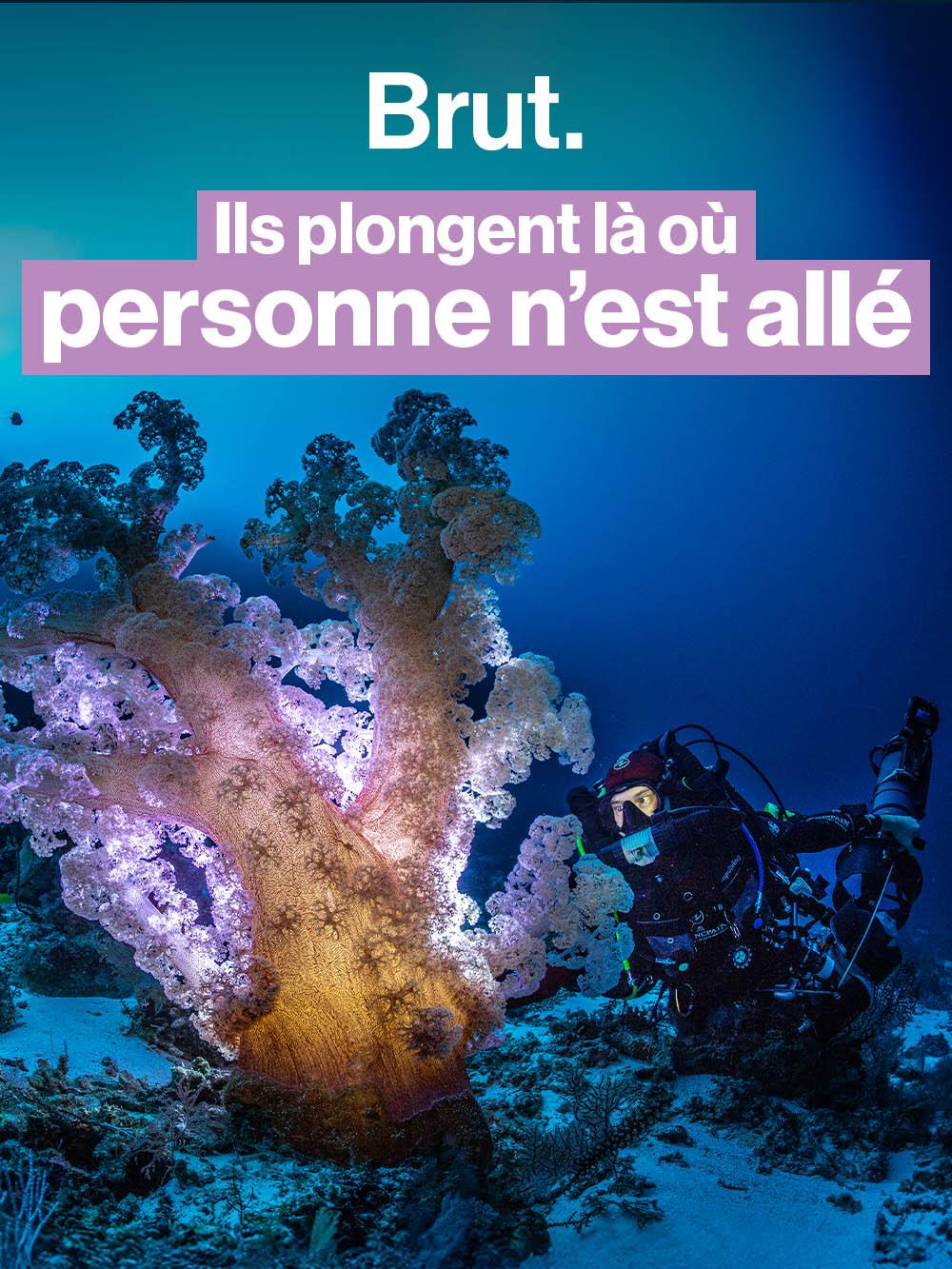 J'ai suivi l'explorateur Laurent Ballesta, photographe sous-marin, pour sa mission au bout du monde