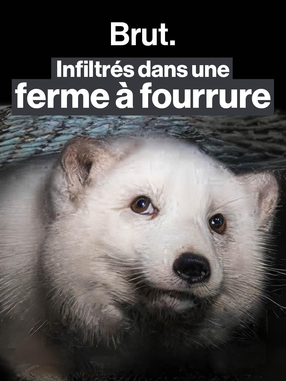 Finlande : infiltrés dans une ferme à fourrure