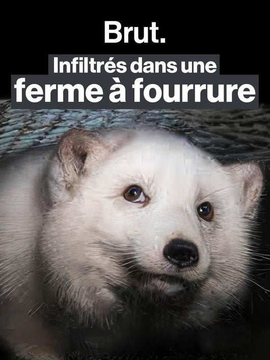 Finlande : infiltrés dans une ferme à fourrure