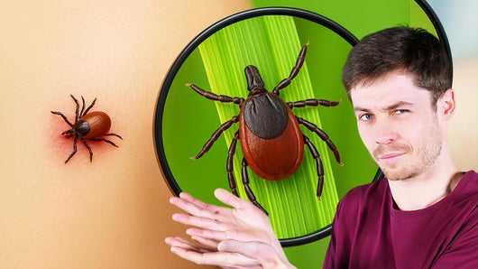 Les secrets des tiques