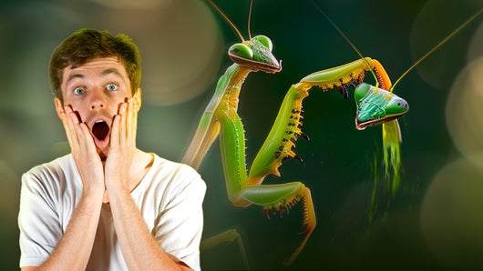 Le fascinant cannibalisme sexuel des mantes
