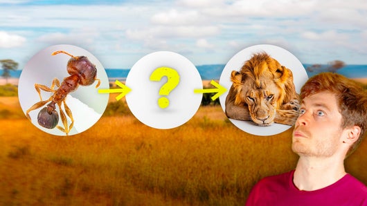 Comment ce minuscule insecte bouleverse toute une savane