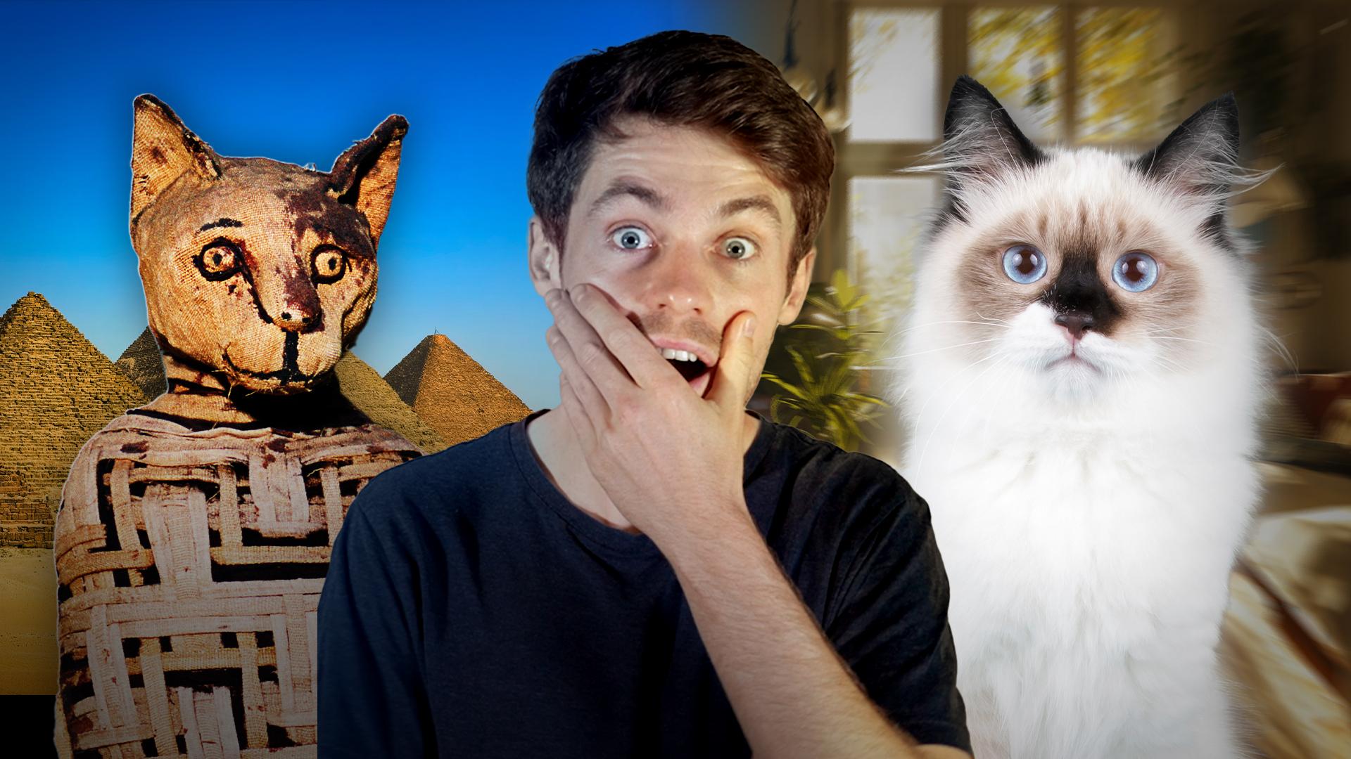 Comment le chat est devenu domestique ?