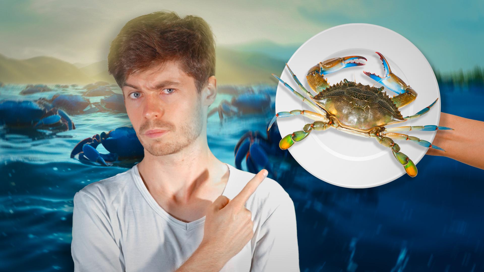 Pourquoi le crabe bleu nous menace et pourrait finir dans nos assiettes