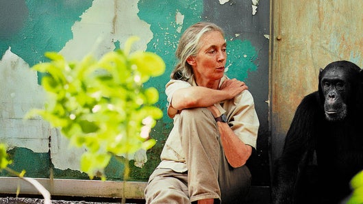 Jane Goodall - Comment sauver les animaux