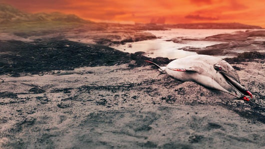 France : le massacre des dauphins
