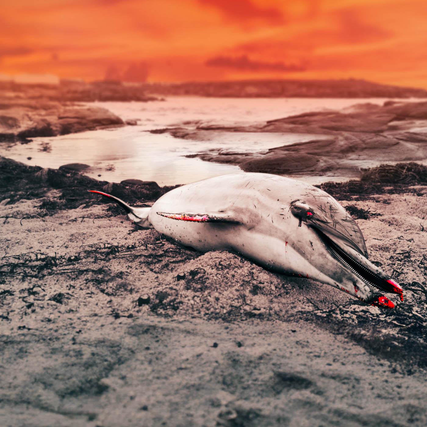 France : le massacre des dauphins