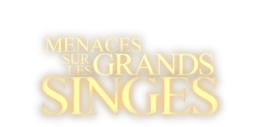 En danger : menace sur les grands singes