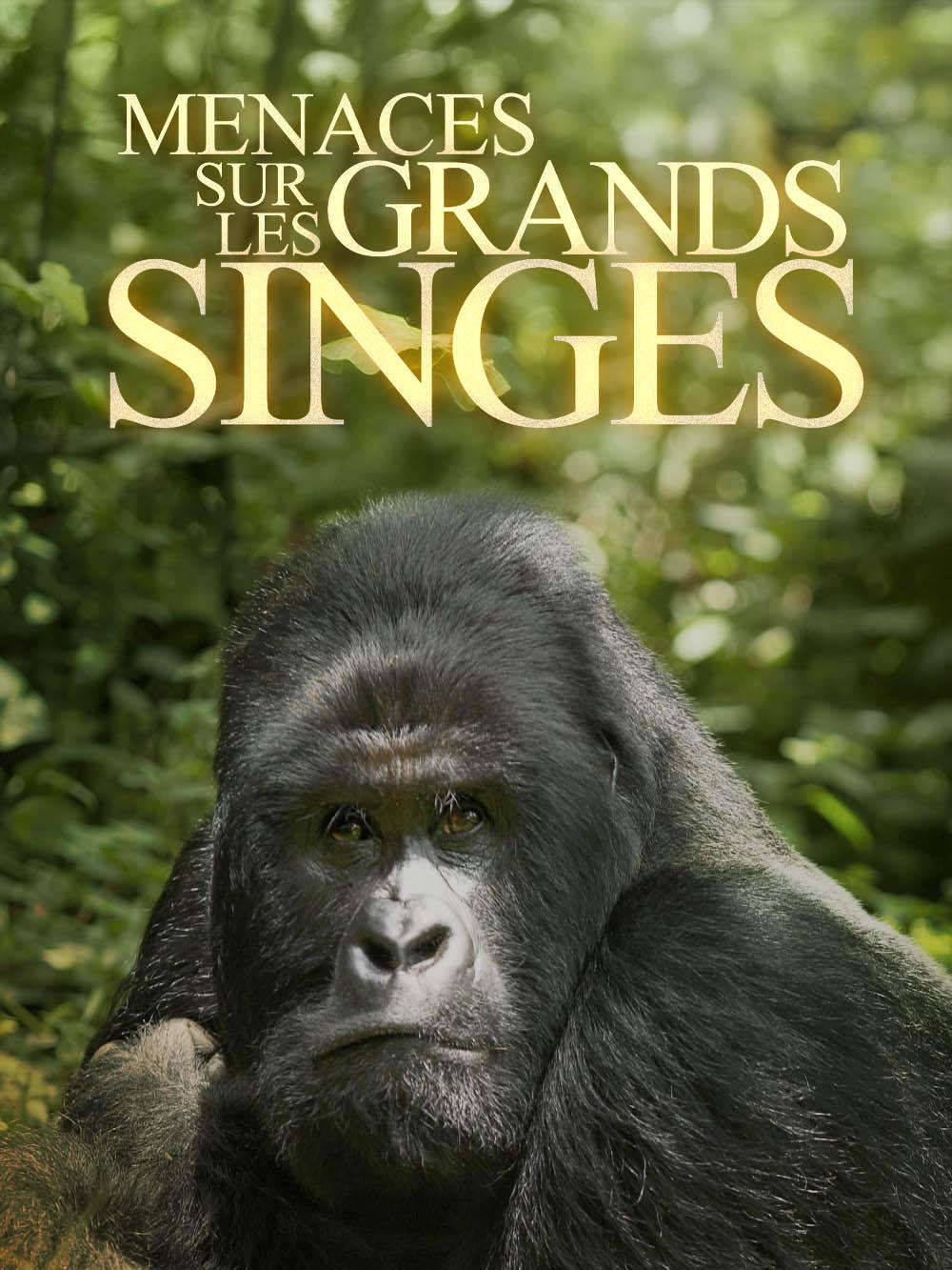 En danger : menace sur les grands singes