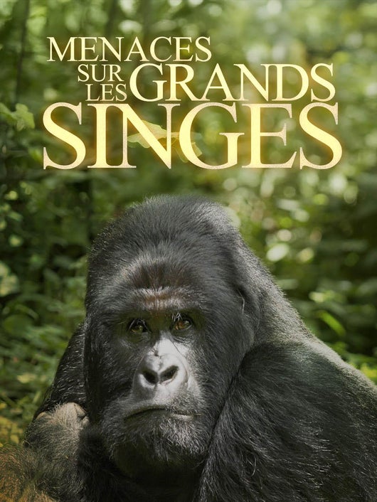 En danger : menace sur les grands singes