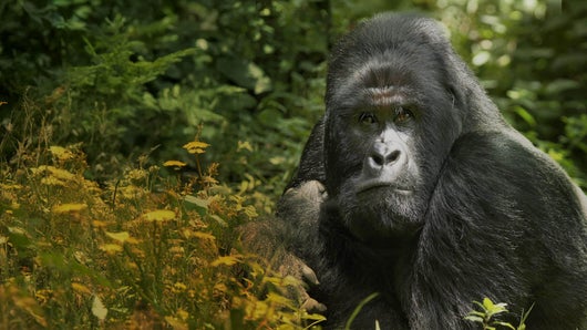 En danger : menace sur les grands singes