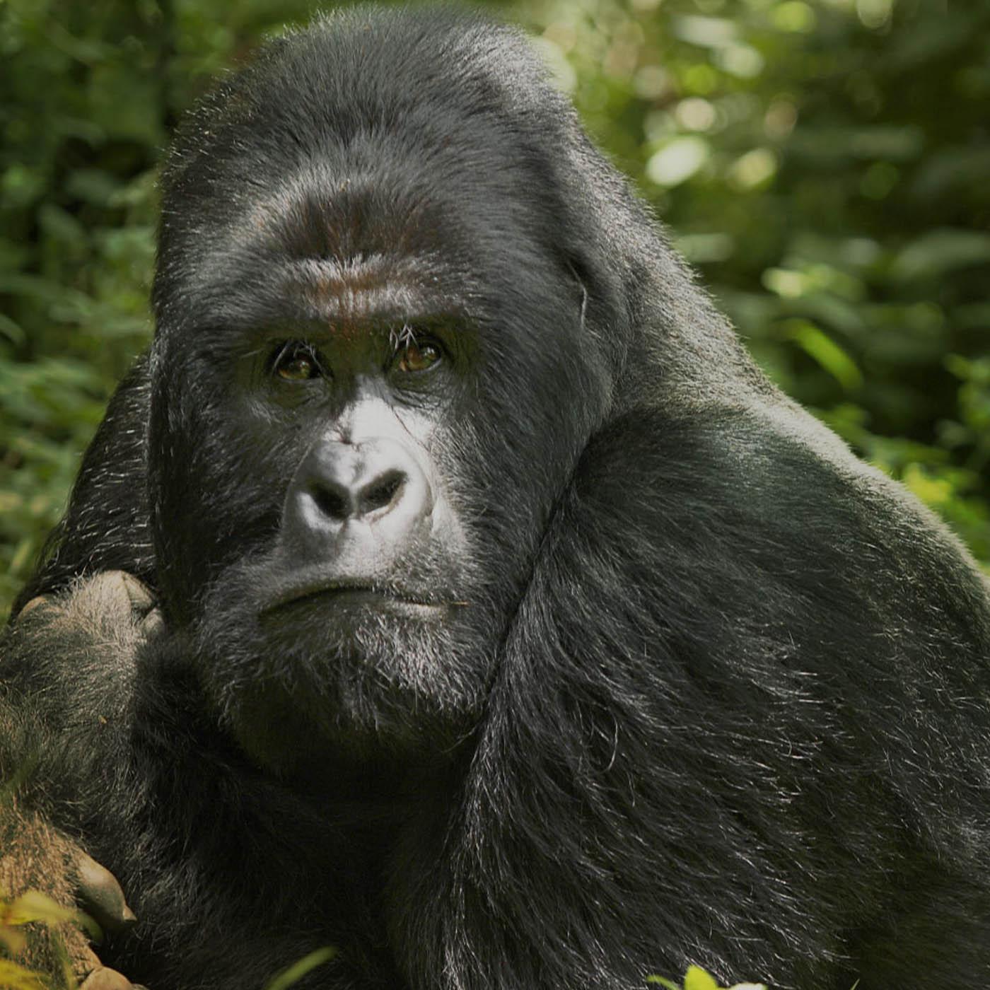 En danger : menace sur les grands singes