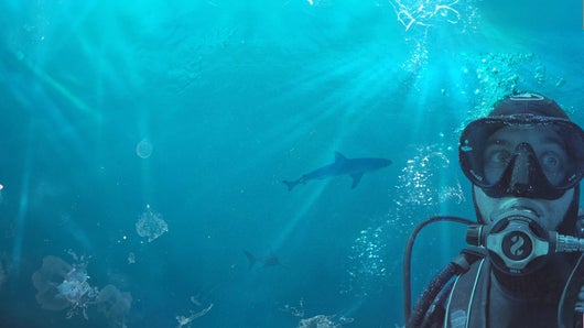 Requin
