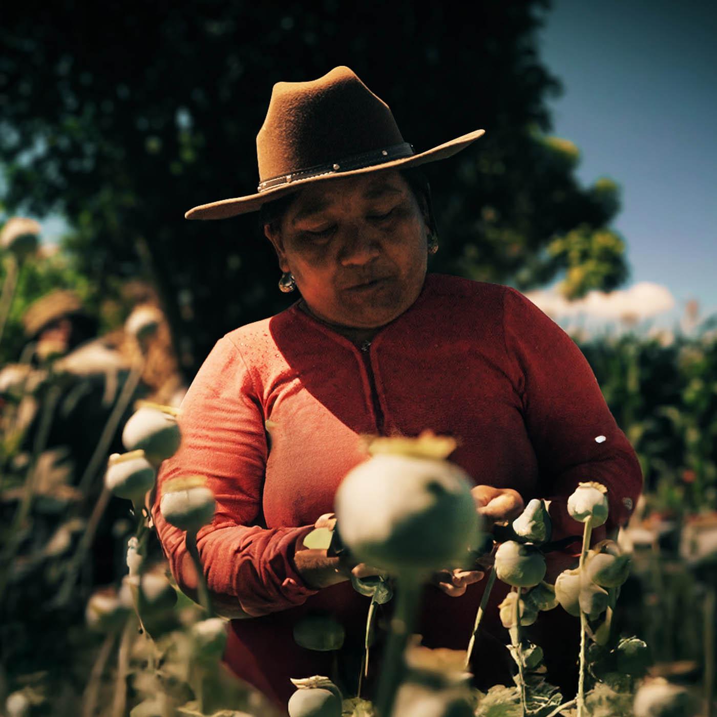 Les vrais narcos