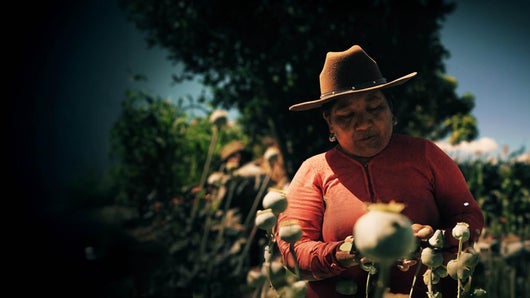 Les vrais narcos