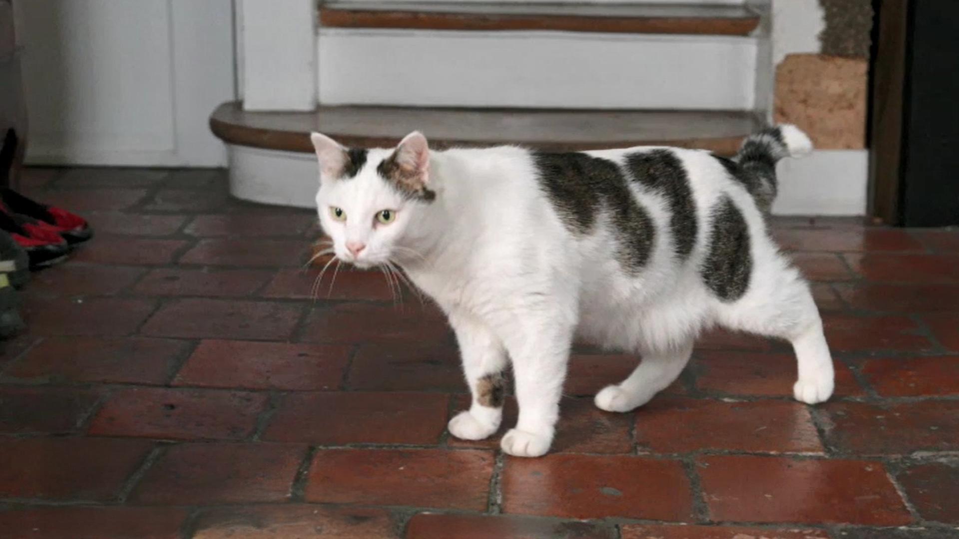 Bienvenue à Chat-ville !