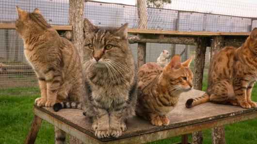 La double vie de nos chats