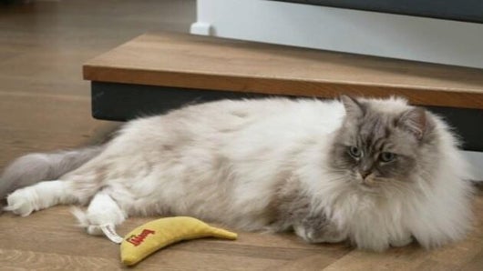 Mon chat, sa maison et moi