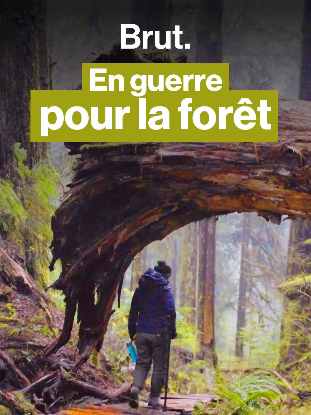 En guerre pour la forêt : sur le front à Fairy Creek