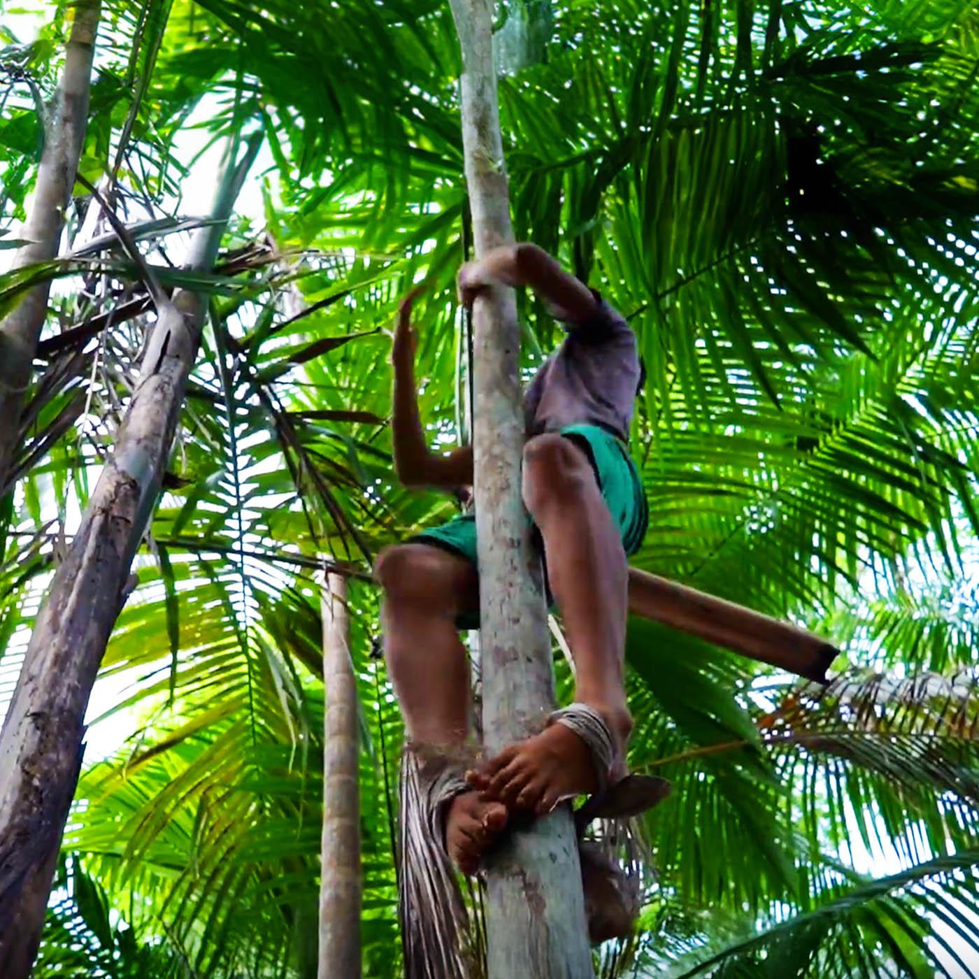Ce qui se cache derrière votre bowl d’açaï - Brut en Amazonie