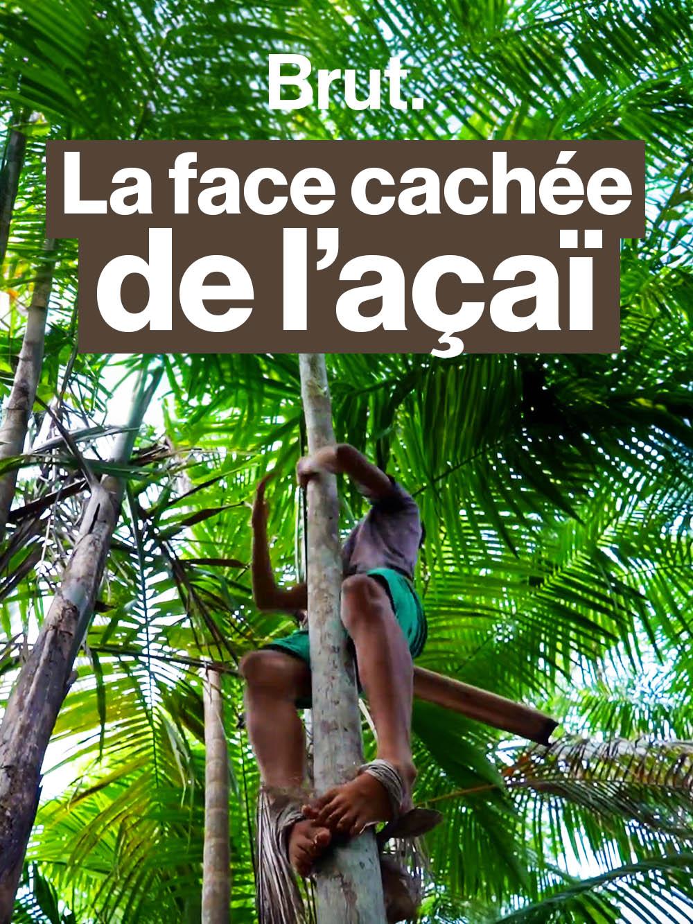 Ce qui se cache derrière votre bowl d’açaï - Brut en Amazonie